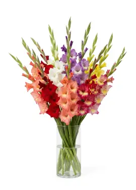 Bouquet of 15 mixed gladioli (medium)
