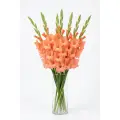 Peach Gladioli in Dnipro