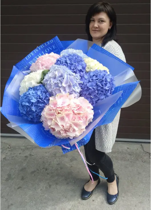 Hydrangea