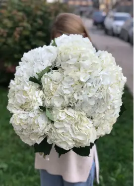 White hydrangeas
