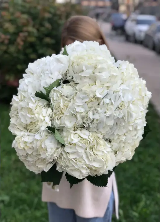 White hydrangeas White hydrangeas