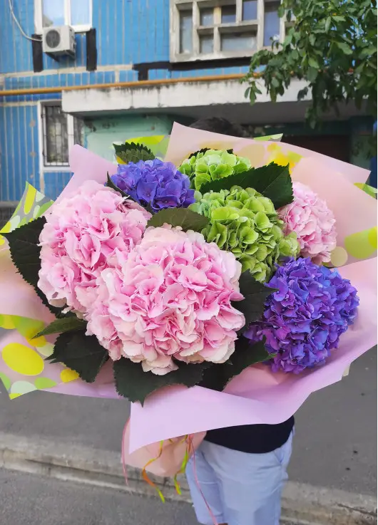 Hydrangea