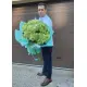 Light green hydrangeas Light green hydrangeas