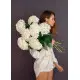 White hydrangeas White hydrangeas