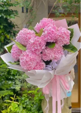 Pink hydrangeas