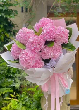 Pink hydrangeas