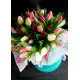 Mix Tulip in a hat box