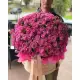 Shrub peony rose in a box