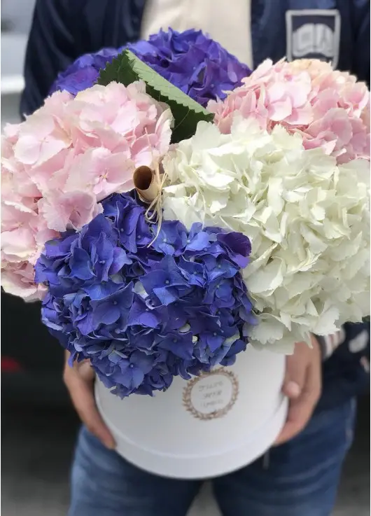 hydrangea in the hatbox hydrangea in the hatbox