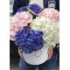 hydrangea in the hatbox hydrangea in the hatbox