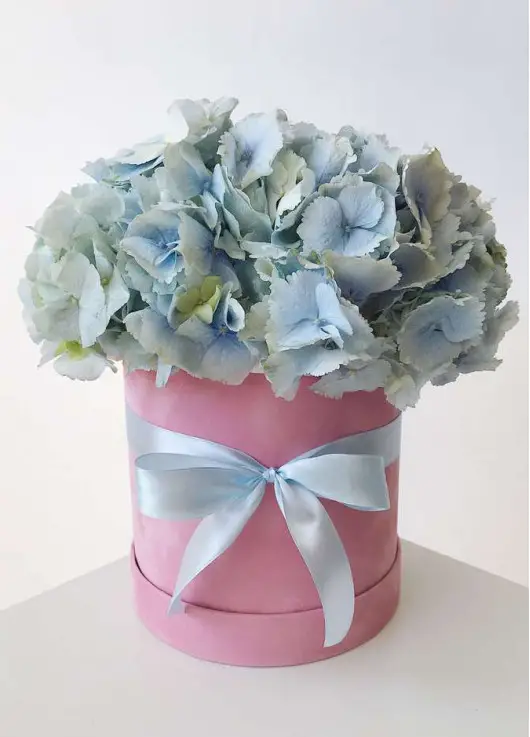 hydrangea in the hatbox hydrangea in the hatbox