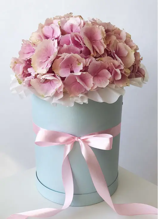 hydrangea in the hatbox hydrangea in the hatbox