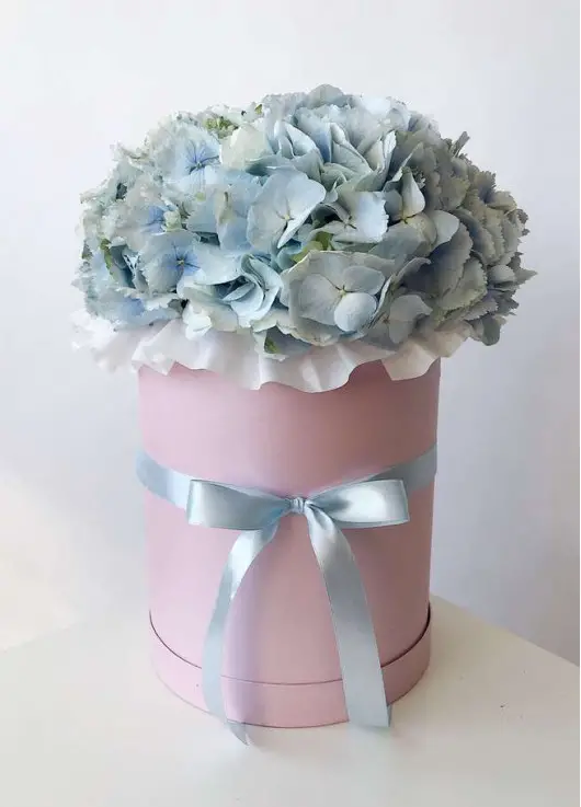 hydrangea in the hatbox hydrangea in the hatbox