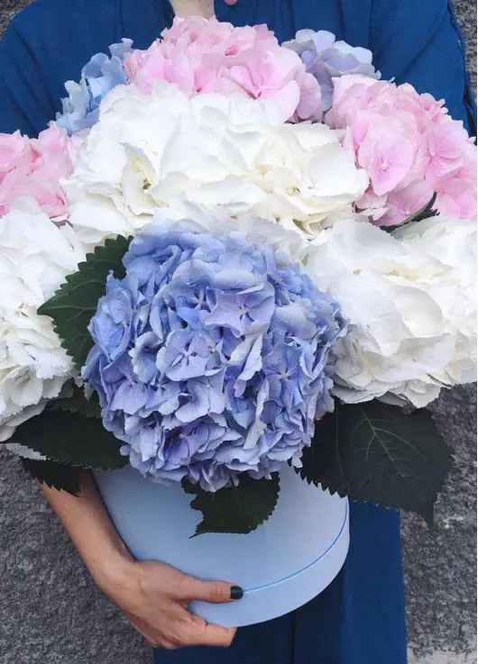 hydrangea in the hatbox hydrangea in the hatbox