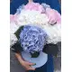 hydrangea in the hatbox hydrangea in the hatbox