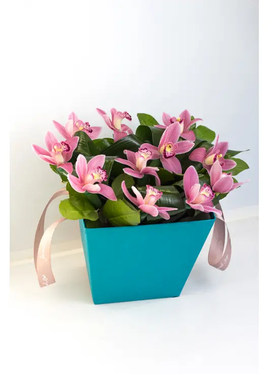 Orchids in a hat box Orchids in a hat box
