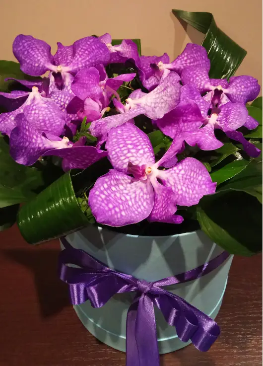 Orchids in a hat box Orchids in a hat box