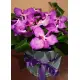 Orchids in a hat box Orchids in a hat box