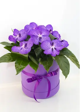 Orchids in a hat box