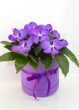 Orchids in a hat box