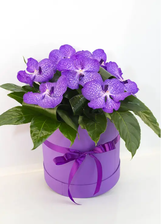 Orchids in a hat box Orchids in a hat box