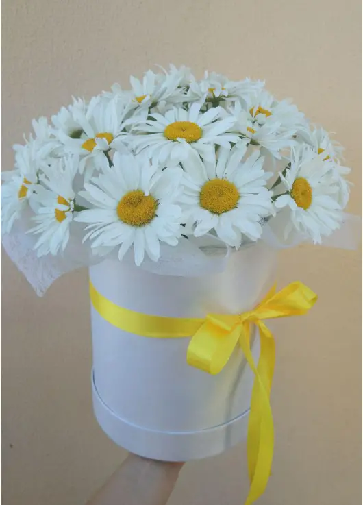 Bouquet of camomiles