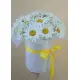 Bouquet of camomiles