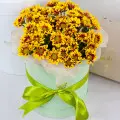 with chrysanthemum