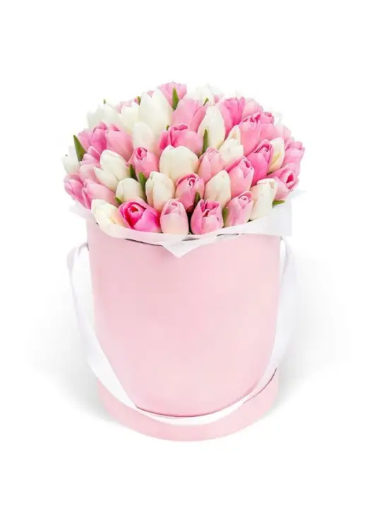 51 tender tulips in a box (imported, Netherlands)
