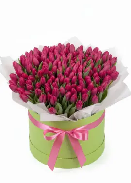 151 raspberry tulips in a box (imported, Netherlands)