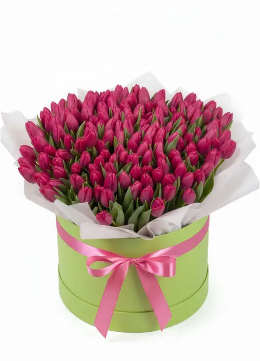 151 raspberry tulips in a box (imported, Netherlands)