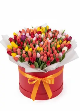 151 mixed tulips in a box (imported, Netherlands)