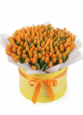 151 orange tulips in a box (imported, Netherlands)