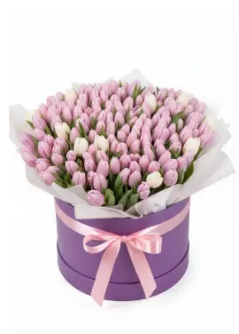 151 tender tulips in a box (imported, Netherlands)