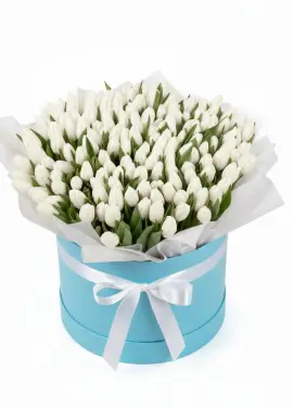 151 white tulips in a box (imported, Netherlands)