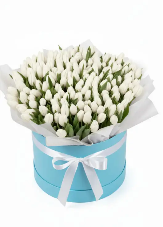 151 white tulips in a box (imported, Netherlands)