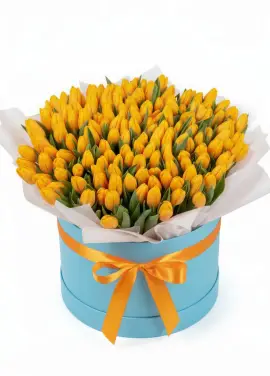 151 yellow tulips in a box (imported, Netherlands)