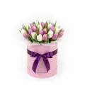 Tender tulips in a box
