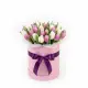 25 tender tulips in a box (imported, Netherlands)