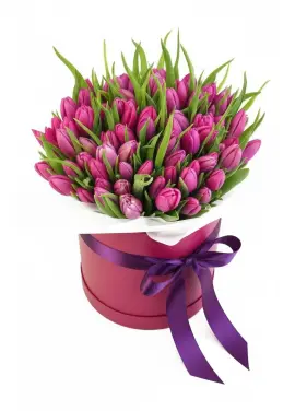75 raspberry tulips in a box (imported, Netherlands)