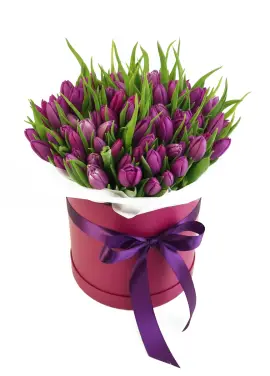 75 purple tulips in a box (imported, Netherlands)