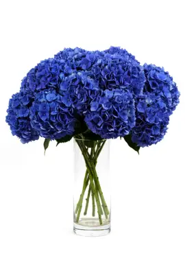 Bouquet of 11 blue hydrangeas