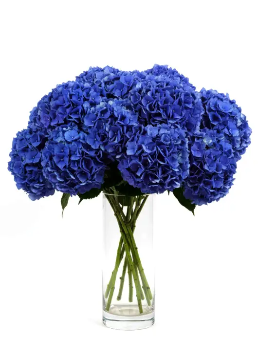 Bouquet of 11 blue hydrangeas