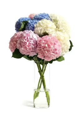 Bouquet of 11 hydrangeas mix