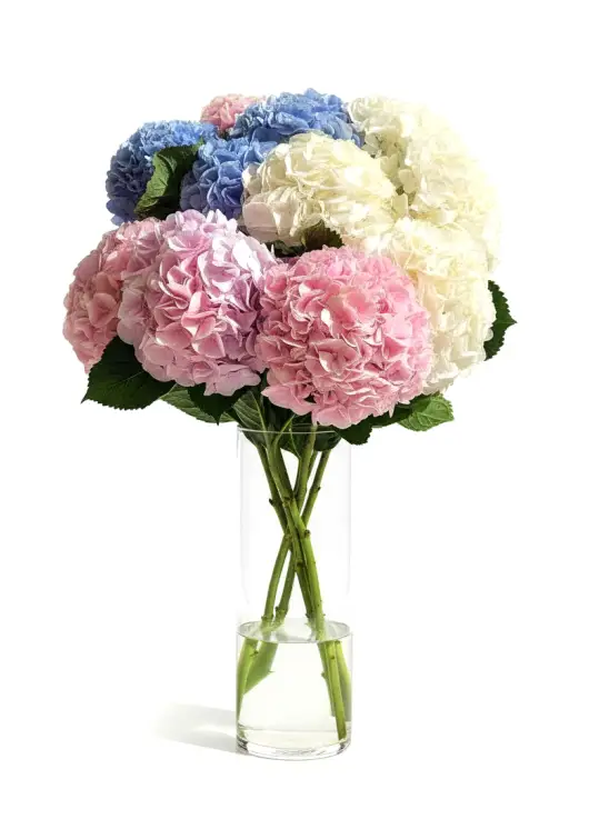 Bouquet of 11 hydrangeas mix