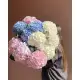 Bouquet of 11 hydrangeas mix