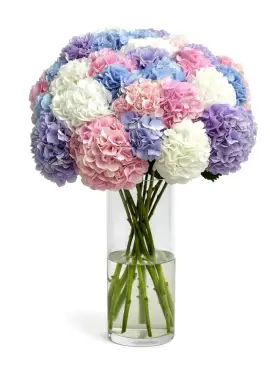 Bouquet of 25 hydrangeas mix