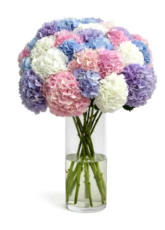 Bouquet of 25 hydrangeas mix