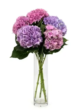 Bouquet of 5 hydrangeas mix