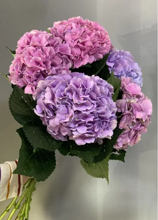 Bouquet of 5 hydrangeas mix